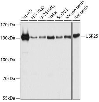 USP25 Rabbit Polyclonal Antibody (CAB12588)