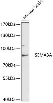 SEMA3A Rabbit Polyclonal Antibody (CAB12967)