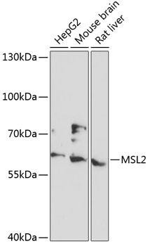 MSL2 Rabbit Polyclonal Antibody (CAB13103)