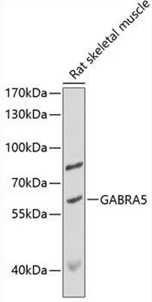 GABRA5 Rabbit Polyclonal Antibody (CAB13984)
