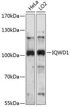 IQWD1 Rabbit Polyclonal Antibody (CAB14286)