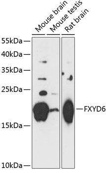 FXYD6 Rabbit Polyclonal Antibody (CAB14339)