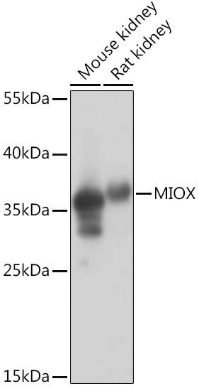 MIOX Rabbit Polyclonal Antibody (CAB14409)