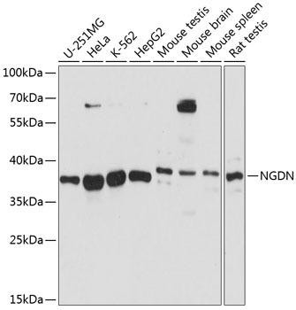 NGDN Rabbit Polyclonal Antibody (CAB14546)