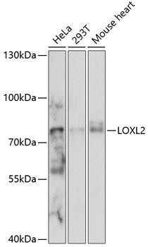 LOXL2 Rabbit Polyclonal Antibody (CAB14638)