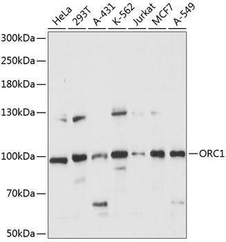 ORC1 Rabbit Polyclonal Antibody (CAB14756)