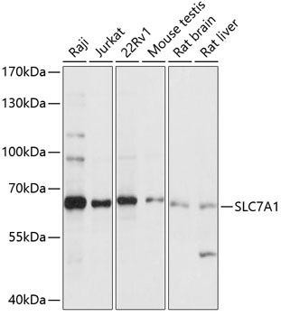 SLC7A1 Rabbit Polyclonal Antibody (CAB14784)