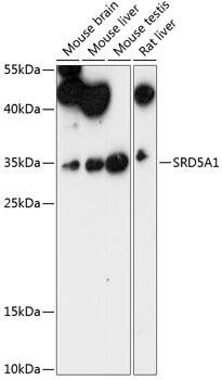 SRD5A1 Rabbit Polyclonal Antibody (CAB14787)