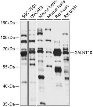 GALNT10 Rabbit Polyclonal Antibody (CAB14909)