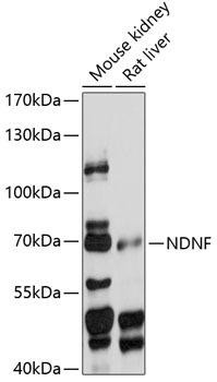 NDNF Rabbit Polyclonal Antibody (CAB14930)