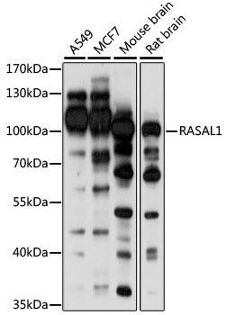 RASAL1 Rabbit Polyclonal Antibody (CAB15114)
