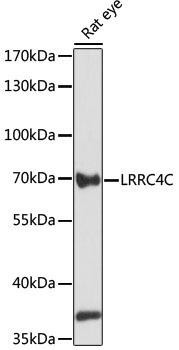 LRRC4C Rabbit Polyclonal Antibody (CAB15491)