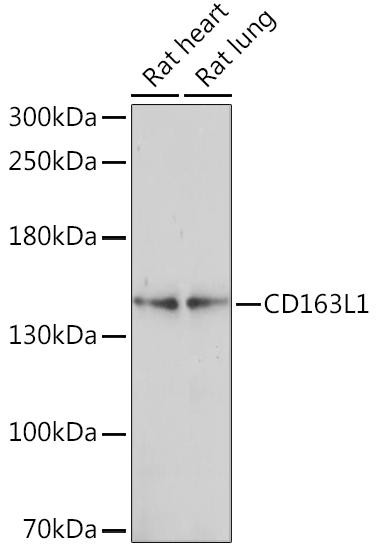 CD163L1 Rabbit Polyclonal Antibody (CAB15578)