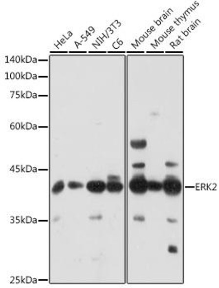 Anti-ERK2 Antibody (CAB11186)[KO Validated]
