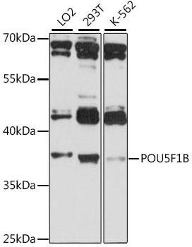 POU5F1B Rabbit Polyclonal Antibody (CAB15705)