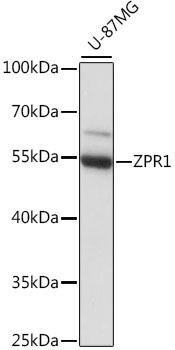 ZPR1 Rabbit Polyclonal Antibody (CAB15746)