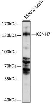 KCNH7 Rabbit Polyclonal Antibody (CAB15923)