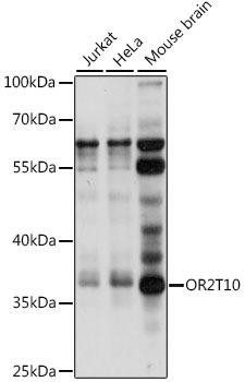 OR2T10 Rabbit Polyclonal Antibody (CAB15948)