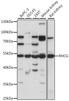 RHCG Rabbit Polyclonal Antibody (CAB16124)