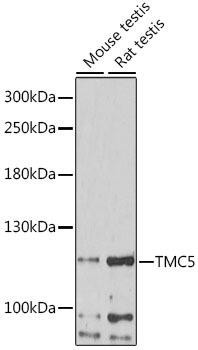 TMC5 Rabbit Polyclonal Antibody (CAB16145)