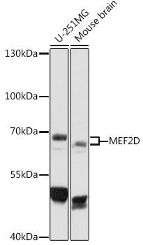 MEF2D Rabbit Polyclonal Antibody (CAB16398)