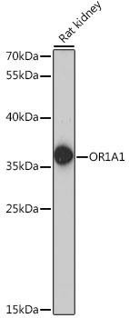 OR1A1 Rabbit Polyclonal Antibody (CAB16453)