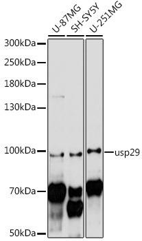 usp29 Rabbit Polyclonal Antibody (CAB16564)