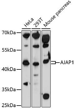 AJAP1 Rabbit Polyclonal Antibody (CAB17184)