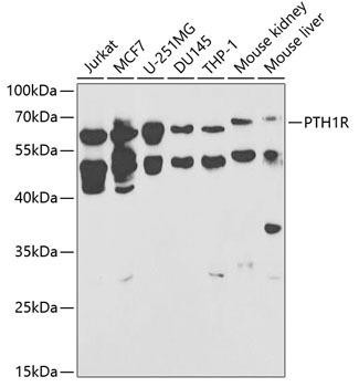 PTH1R Rabbit Polyclonal Antibody (CAB1744)