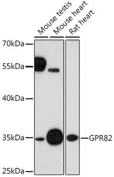 Anti-GPR82 Antibody (CAB16516)