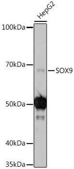 SOX9 Rabbit Polyclonal Antibody (CAB2479)