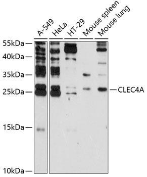 CLEC4A Rabbit Polyclonal Antibody (CAB2713)