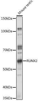 RUNX2 Rabbit Polyclonal Antibody (CAB2851)