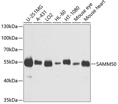 SAMM50 Rabbit Polyclonal Antibody (CAB3401)