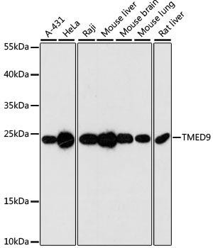 TMED9 Rabbit Polyclonal Antibody (CAB3442)