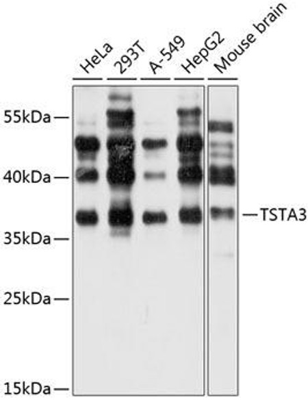 TSTA3 Rabbit Polyclonal Antibody (CAB4169)