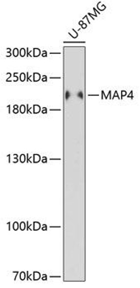 Anti-MAP4 Antibody (CAB5906)