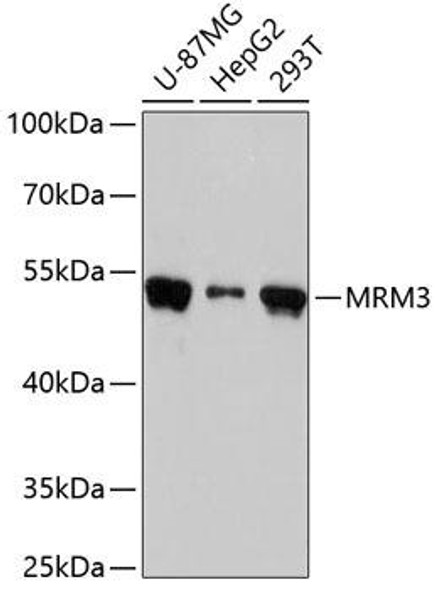 MRM3 Rabbit Polyclonal Antibody (CAB4816)