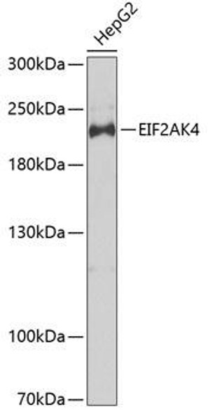 Anti-EIF2AK4 Antibody (CAB7155)