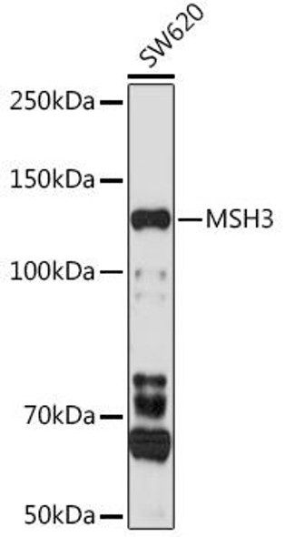 MSH3 Rabbit Polyclonal Antibody (CAB5681)