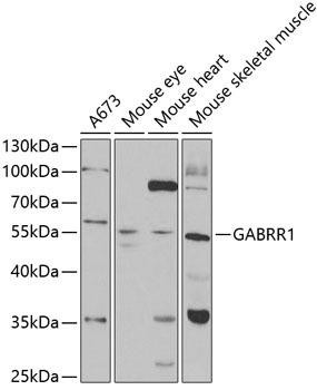 GABRR1 Rabbit Polyclonal Antibody (CAB5745)