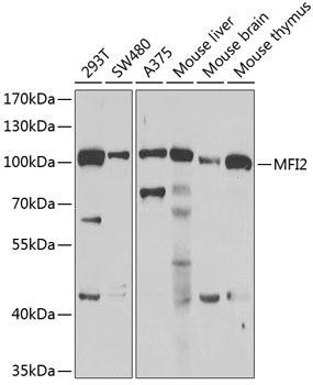 MFI2 Rabbit Polyclonal Antibody (CAB6653)