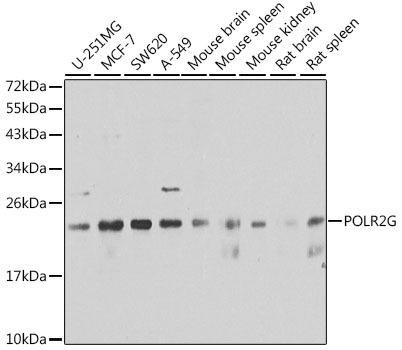 POLR2G Rabbit Polyclonal Antibody (CAB6838)