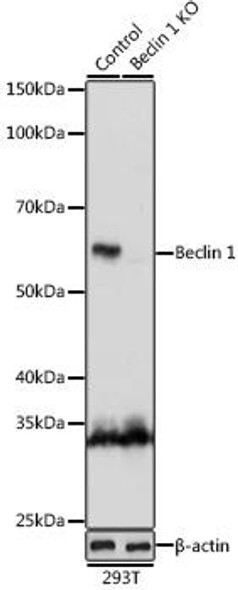 [KO Validated] Beclin 1 Rabbit Polyclonal Antibody (CAB7353)