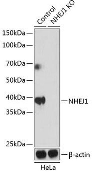 Anti-NHEJ1 Antibody (CAB19957)[KO Validated]