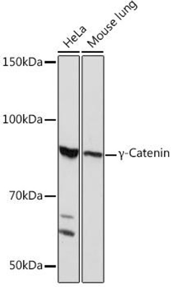 Anti-Gamma-Catenin Antibody (CAB4157)