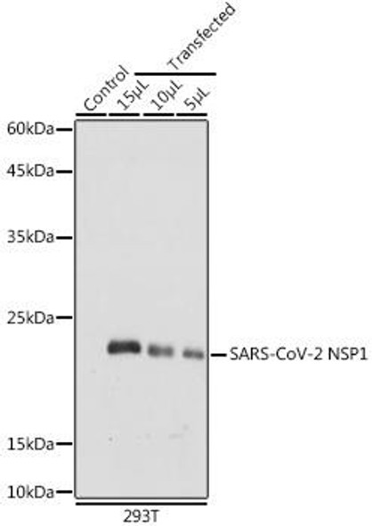 Anti-SARS-CoV-2 NSP1 Antibody (CAB20200)