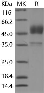 Mouse BMPR1B/ALK-6 Recombinant Protein (RPES0333)