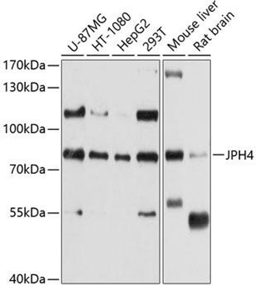 Anti-JPH4 Antibody (CAB10333)