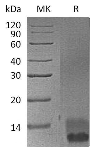 Mouse EGF Recombinant Protein (His Tag) (Active) (RPES0571)